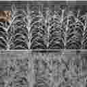 حفاظ آفرینش در شیراز