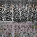 حفاظ آفرینش در شیراز